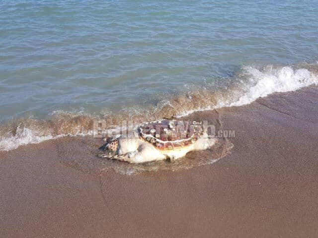 Një breshkë e madhe uji shfaqet në plazhin e Durrësit (FOTO)