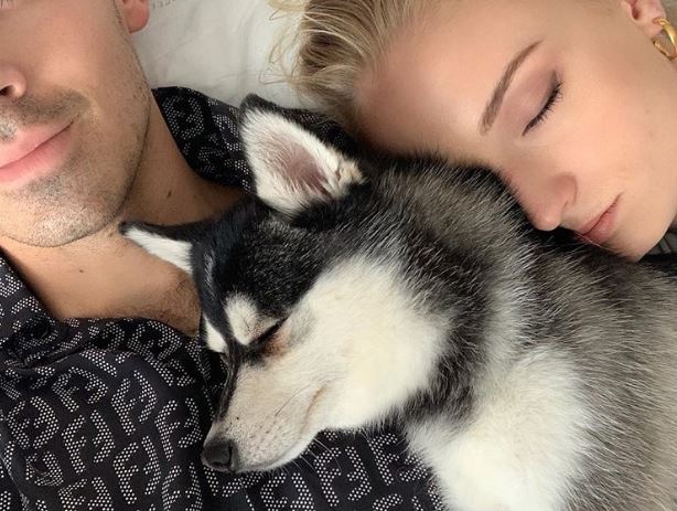 Humbën qenin në aksident, çifti i famshëm bën veprimin e jashtëzakonshëm