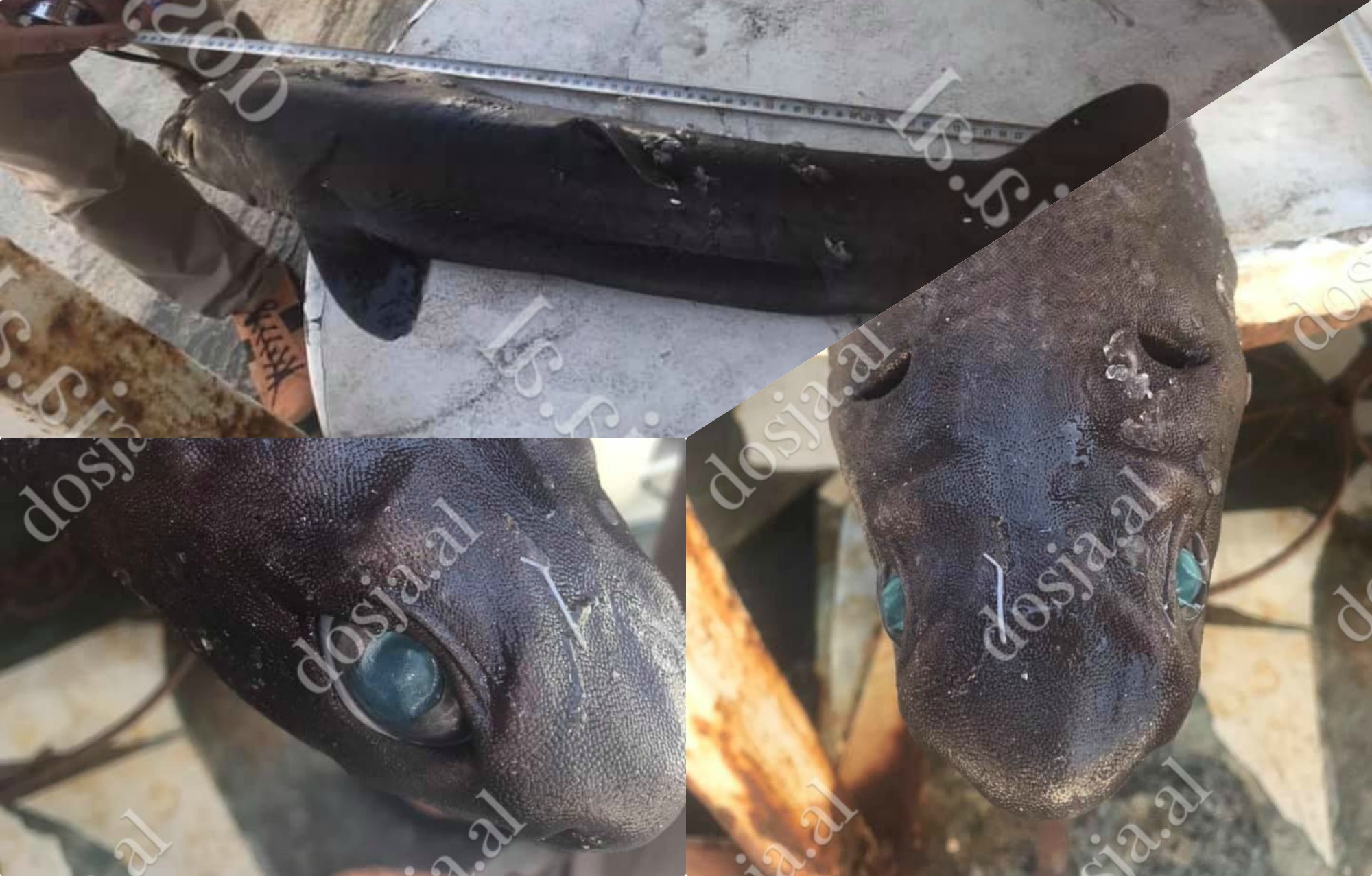 Në rrjetat e peshkatarëve bie peshkaqeni fokë (FOTO)