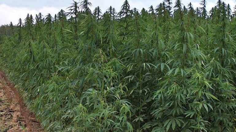 Kultivonin kanabis, arrestohen në flagrancë dy persona