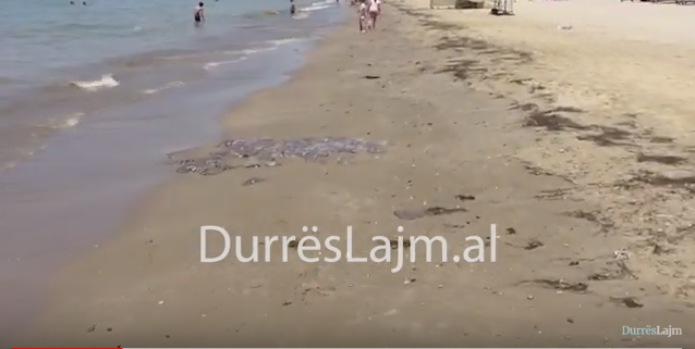 Durrës, dhjetëra kandilë deti të ngordhur në breg (VIDEO)