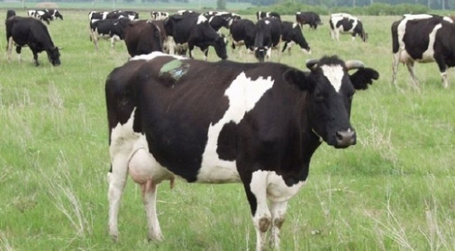 Vidhnin lopë në Shijak e Lezhë, arrestohen 2 hajdutët