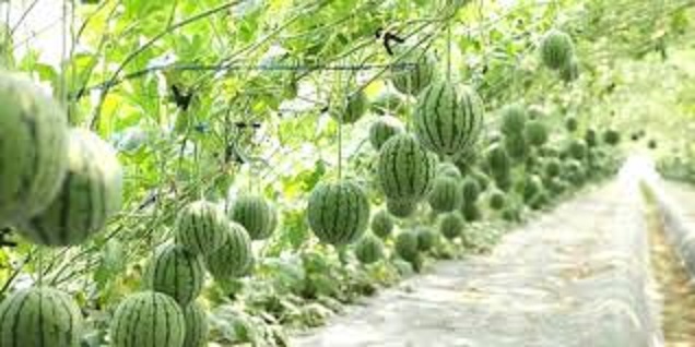 Çudia/ Shalqi në “vreshta”, kultivohet si rrush