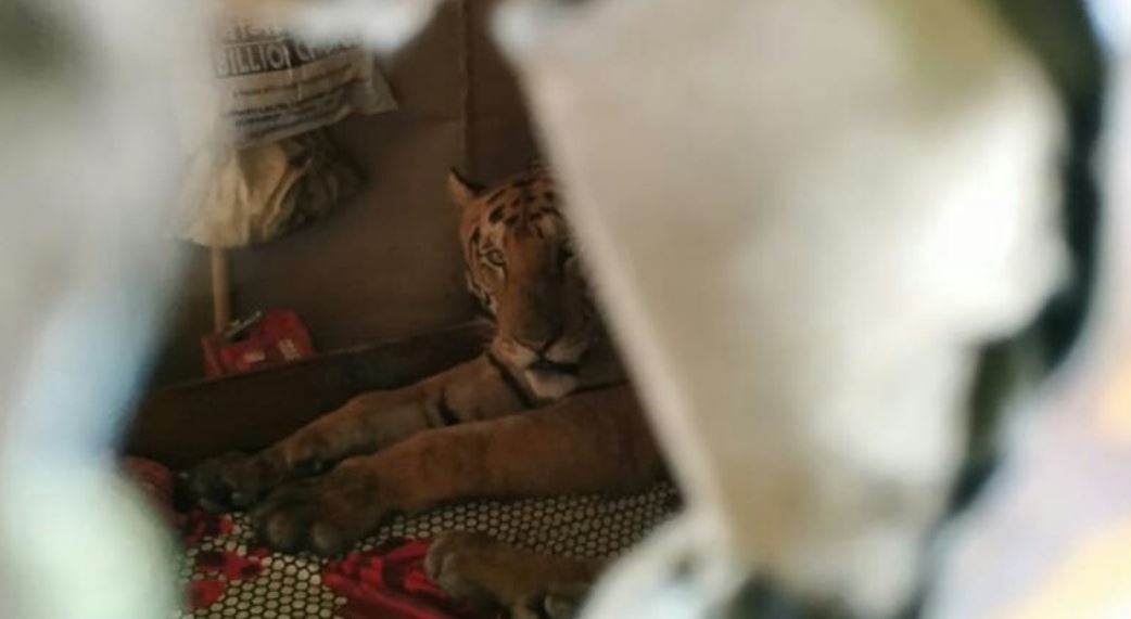 Mysafiri i paftuar, tigri hyn në shtëpi dhe …