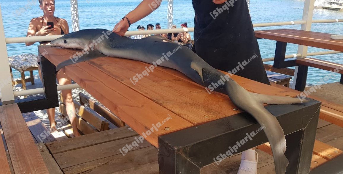 Kapet peshkaqeni 1.5 metra i gjatë