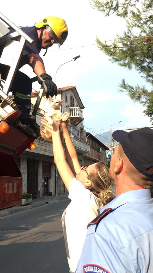 Veliaj zgjidh hallet e popullit, çon zjarrfikësit dhe policët në pemë për të marrë kotelen (FOTO)