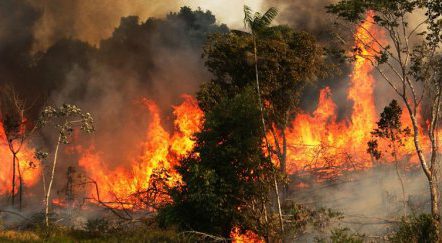 Amazona po digjet prej skenarit të OJQ-ve?