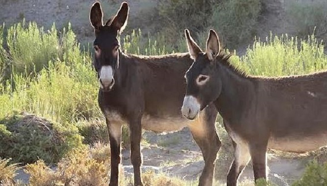 Policia ofron 18 mijë $ për të gjetur vrasësit e gomerëve