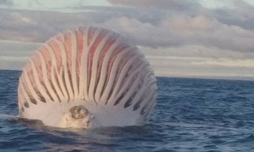 E ngordhur dhe me stomak të fryrë, peshkatarët habiten nga ato që i shohin sytë