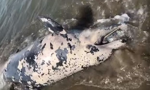 Delfini i ngordhur del në bregun e plazhit në Durrës (FOTO)