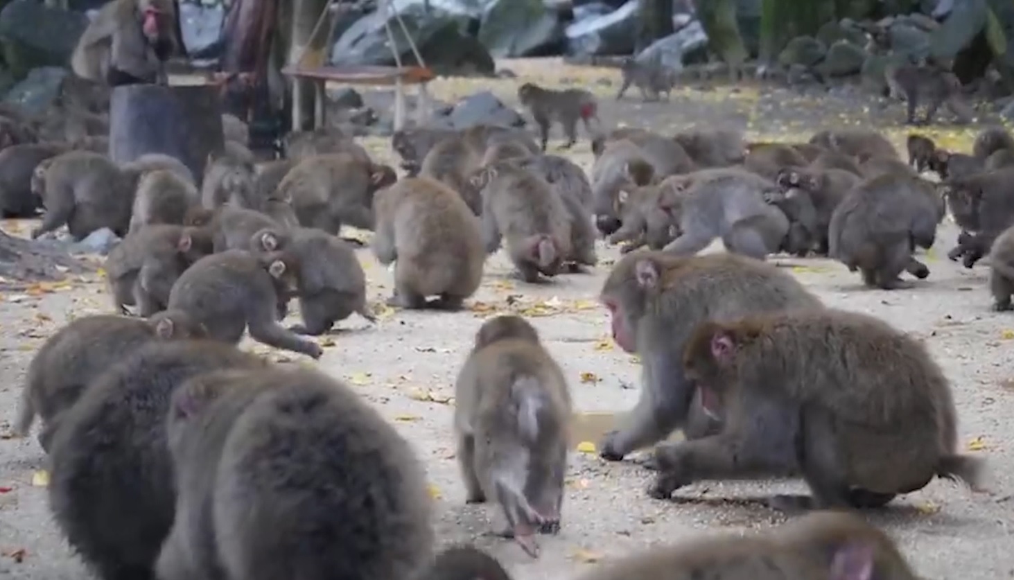 Majmunët “pushtojnë” Japoninë