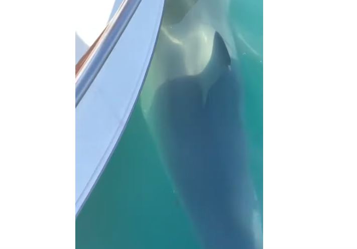 “O Zot, nuk është e mundur!” Peshkaqeni 5 m kalon poshtë varkës së turistëve (VIDEO)