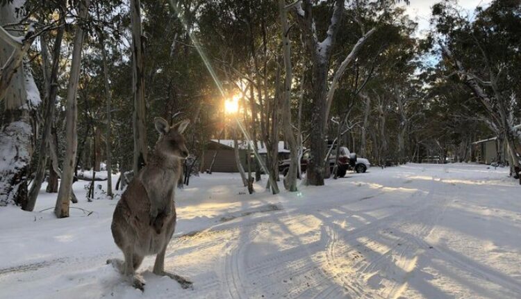 Ekstremi, Evropa digjet nga i nxehti, dëbora zbardh Australinë!