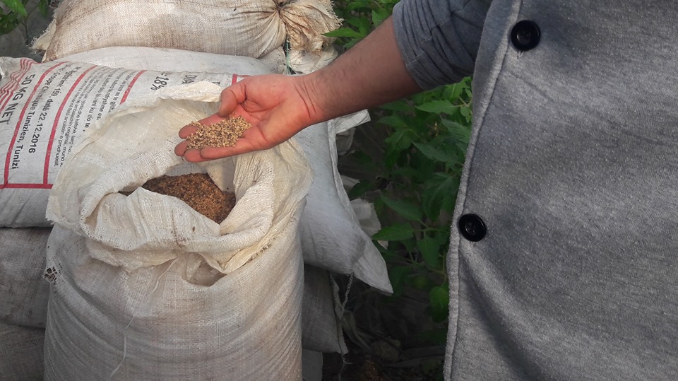 OKB: Ja përvoja e lushnjarit Nezha që prodhon energji për serrën e tij nga bërsitë dhe guackat e ullinjve