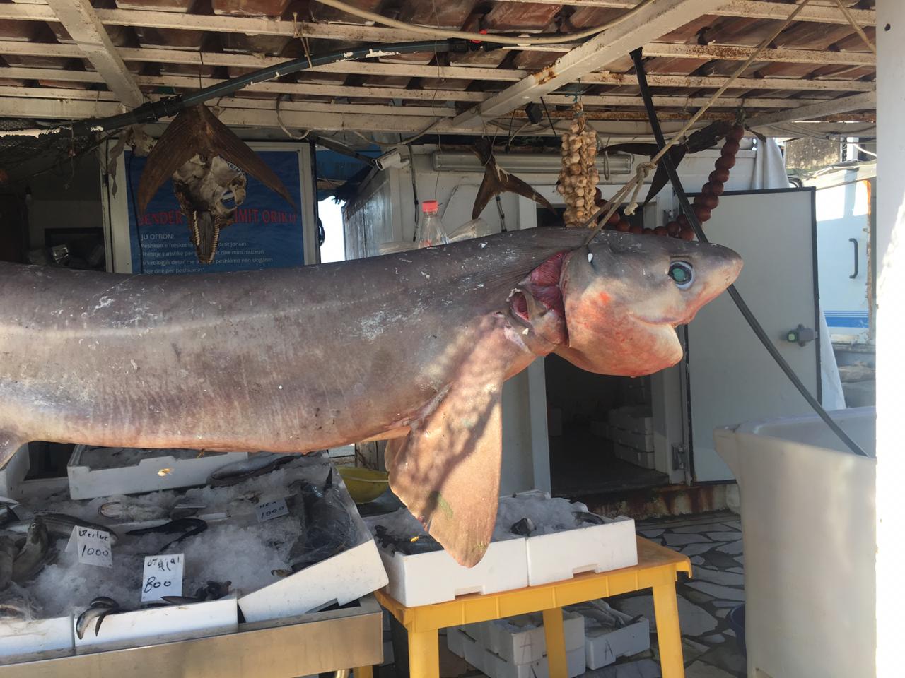 Kapet peshkaqeni dem, një nga speciet më të rrezikshme