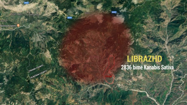 Del raporti sekret për kanabisin/ Rikthehet situata alarmante në vend