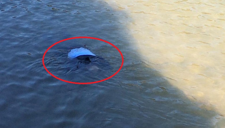 EMRI/ Vetëhidhet nga ura një burrë