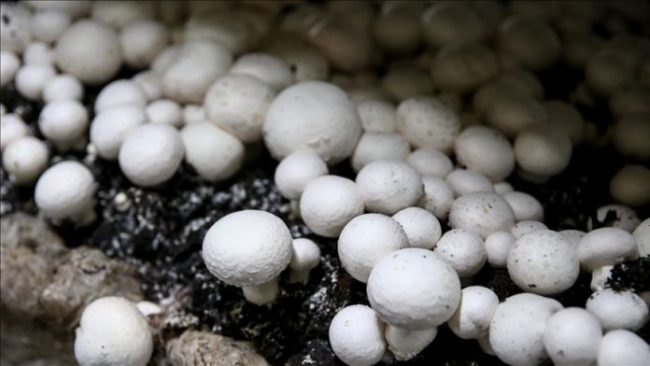 Ngrënia e kërpudhave zvogëlon rrezikun nga kanceri i prostatës