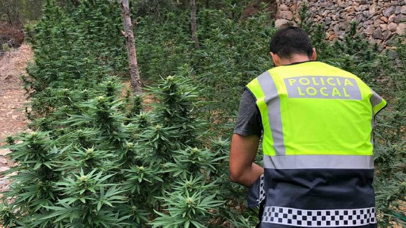 Sekuestrohen 800 kg marijuanë në Spanjë, arrestohen kultivuesit shqiptarë