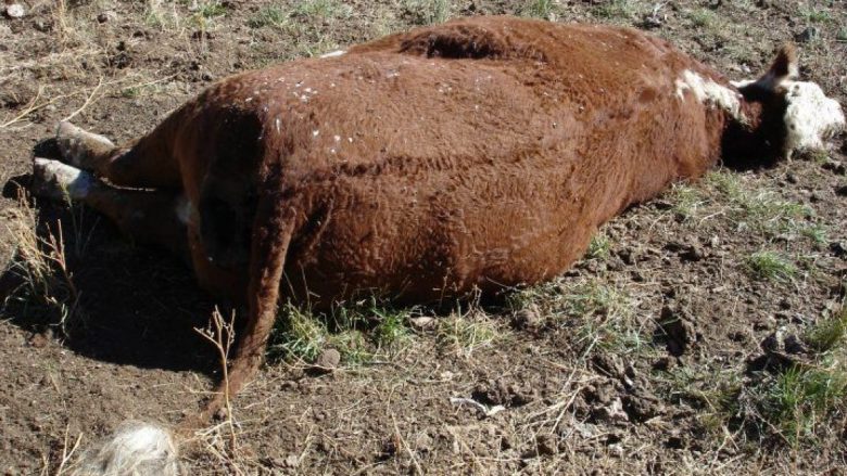 Masakër mjedisore në lumin Drin. Ngordh lopa që piu ujë, sëmuren disa të tjera