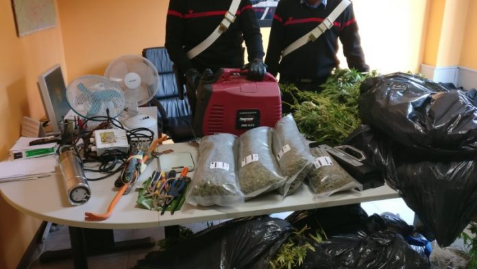 Shqiptarët i zaptuan italianit bodrumin e fermës dhe kultivuan marijuanë