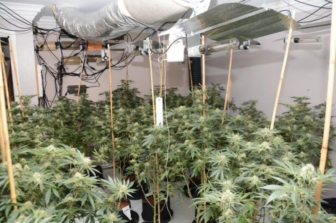 EMRAT/ Kishin mbjellë drogë me vlerë 1 mln paund, arrestohen 7 shqiptarë në Angli