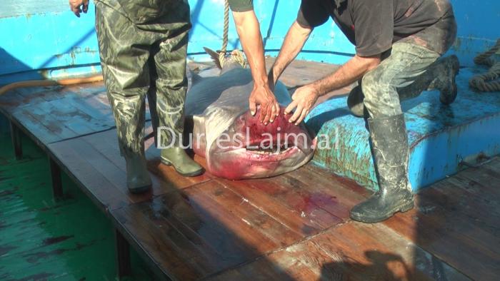 Kapet në Durrës peshkaqeni tigër (FOTO)