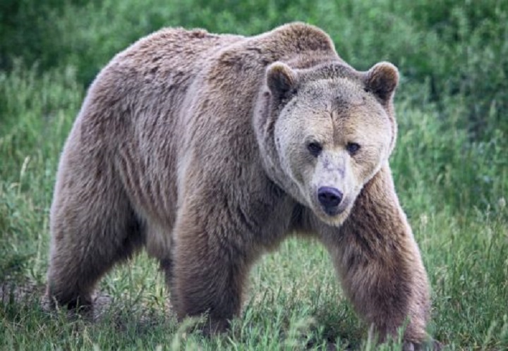 Kishte dalë për gjueti, ish-deputeti sulmohet për vdekje nga ariu