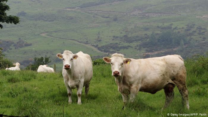 Plane të reja për Brexit?