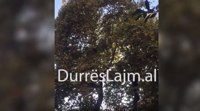 Stacioni i fundit i zogjve në Durrës (VIDEO)