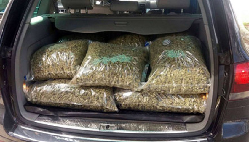 Operacion antidrogë në Peqin, kapet sasi e madhe kanabisi