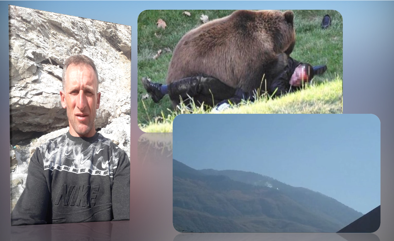 Bariu sulmohet nga ariu, në gjendje të rëndë