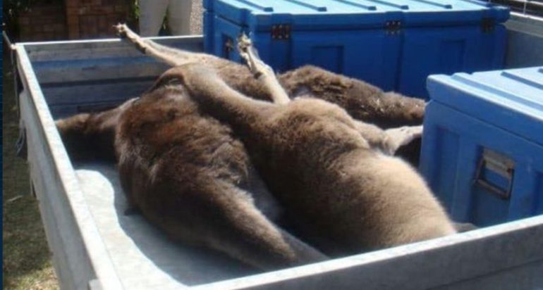 I riu australian vret kangurët, por ja çfarë fati e pret