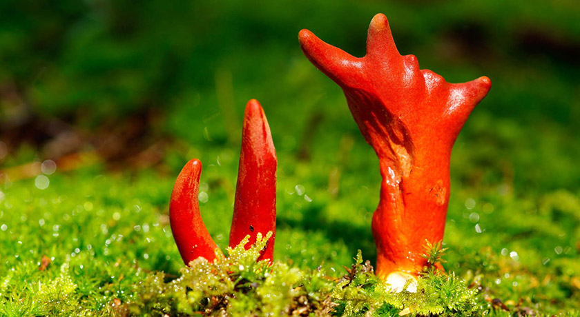 Njihuni me kërpudhën që të vret vetëm me një të prekur