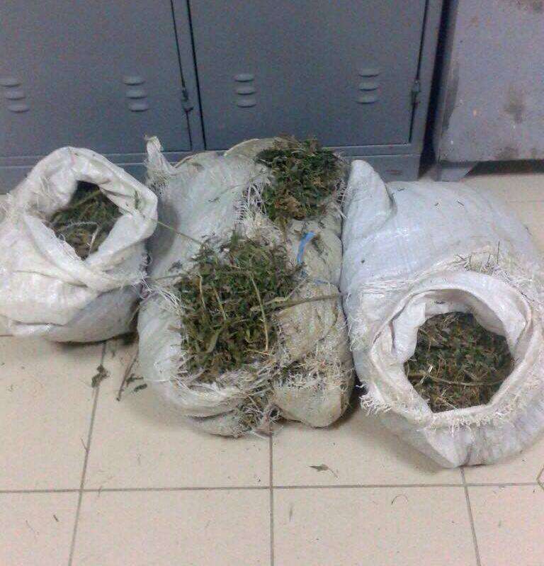 Goditen 3 raste narkotikësh në Krujë, sekuestrohen 21 kg kanabis