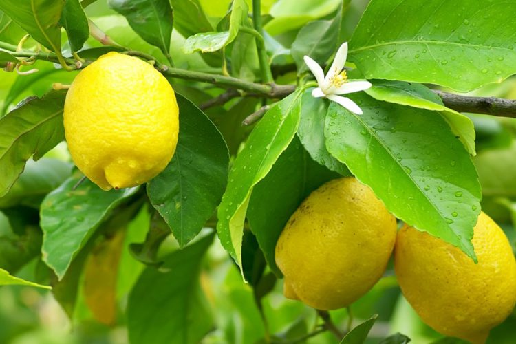 Vlerat e një limoni në ditë për organizmin
