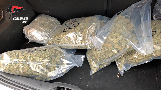 Marijuanë në makinën e punës, prangoset shqiptari