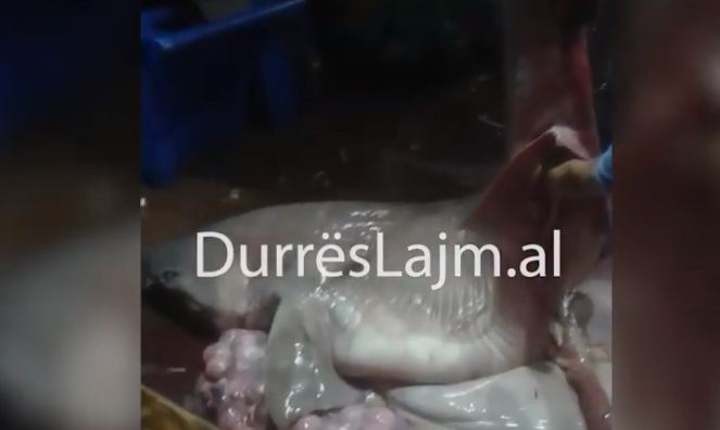 Ja peshkaqeni i rrezikshëm 450 kg që u kap në Durrës (VIDEO)
