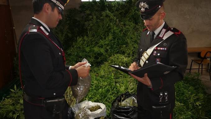 Mbollën plantacion hashashi në pyll, arrestohen 3 shqiptarë në Itali