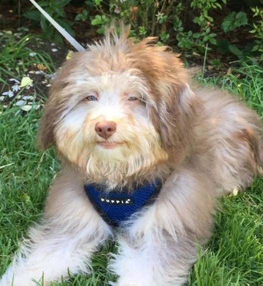 Qeni me buzëqeshjen dhe sytë si të njeriut (FOTO)