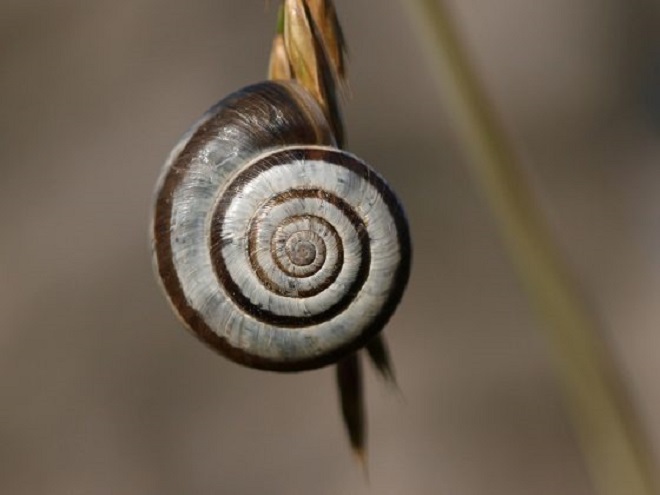 900 Mercedesë i bllokon një… kërmill!