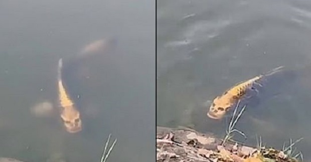 Filmohet peshku me “fytyrë njeriu” (FOTO & VIDEO)
