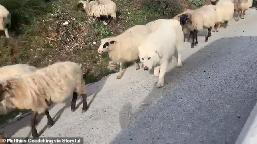 Qeni shqiptar bëhet i famshëm në botë, shihni videon virale