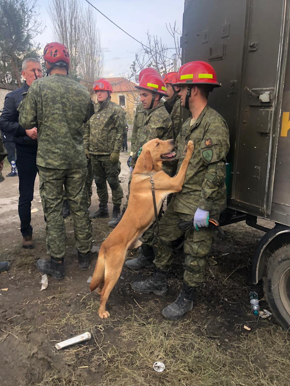 Ky është qeni hero i FSK që shpëtoi jetë njerëzish të mbetur nën rrënojat e pallateve