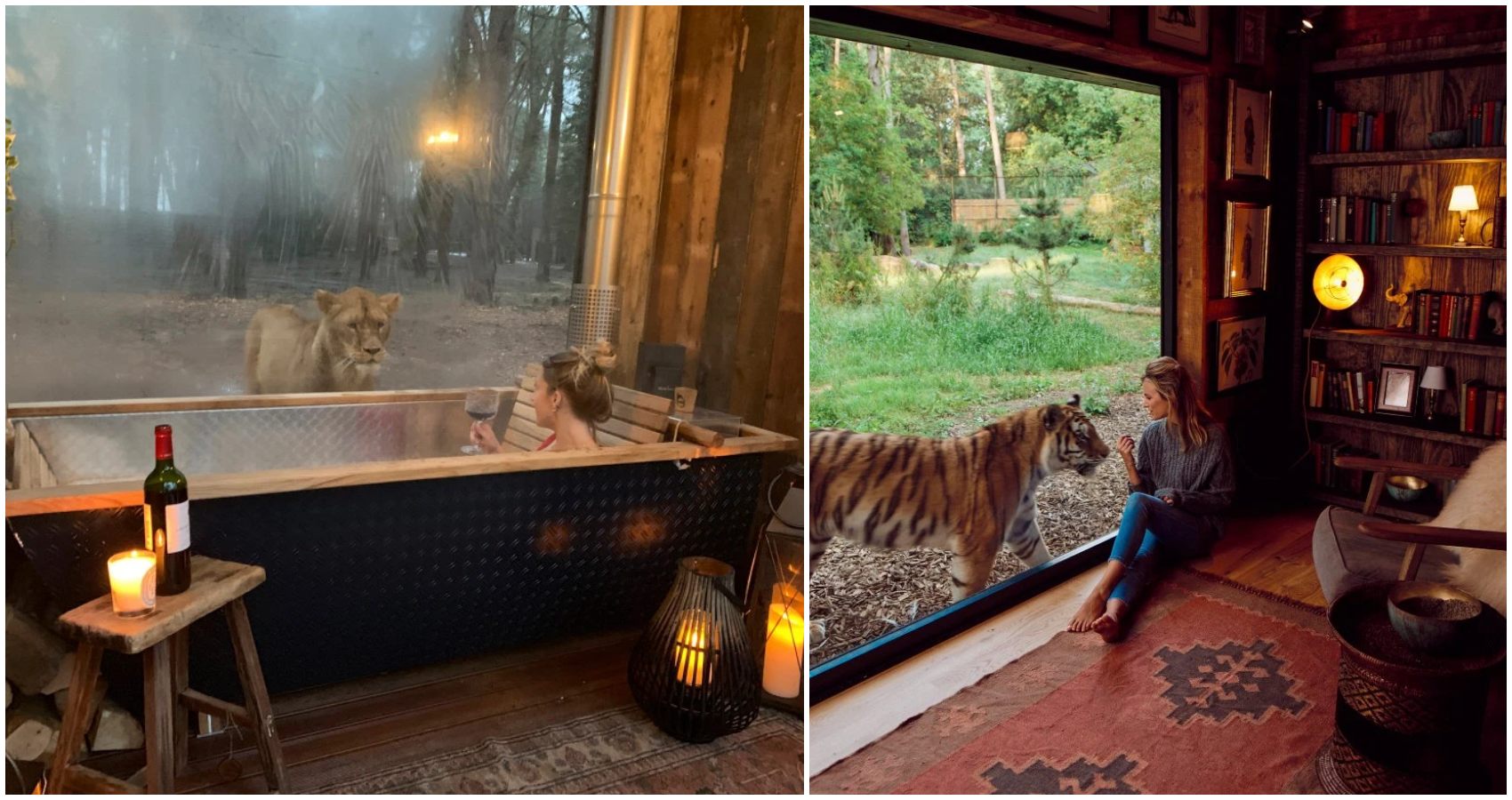 Të pushosh mes luanëve e tigrave! (FOTO)