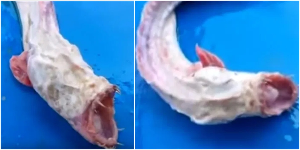 Peshku i çuditshëm, me dhëmbë të mprehtë dhe gojë të madhe (VIDEO)
