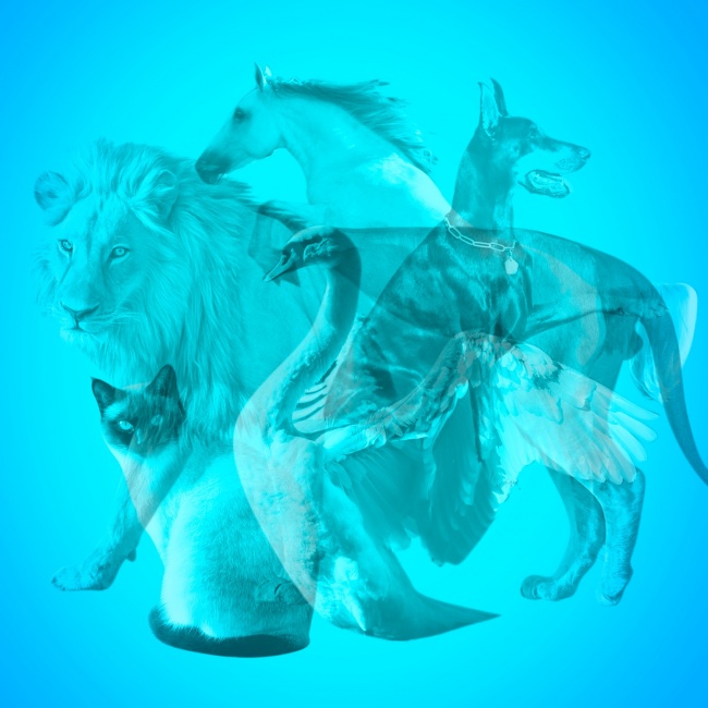 Pas kafshës së parë që do të dalloni në foto fshihen shumë të vërteta rreth jush