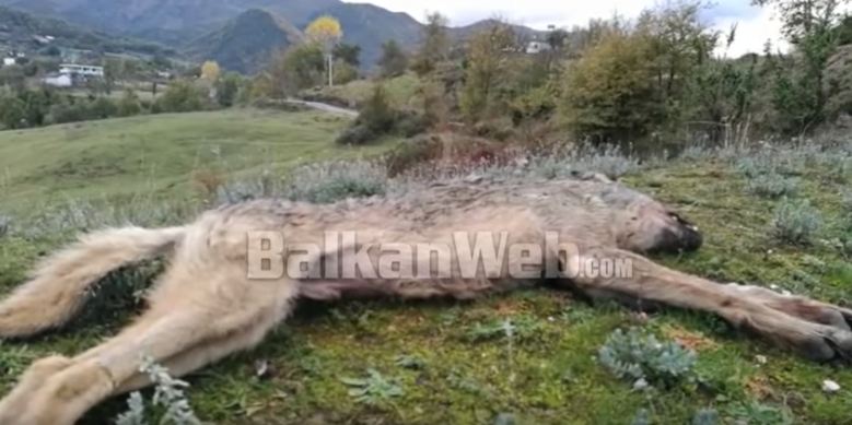 Panik në Mat/ Kopeja me ujq të uritur futet në oborret e banesave, banorët e tronditur