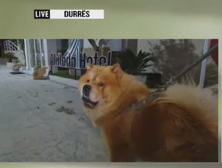 Historia interesante nga Durrësi, si qeni i shpëtoi jetën një familjeje…