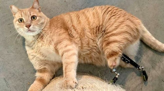 Kjo është macja që fitoi zemrat e gjithëve